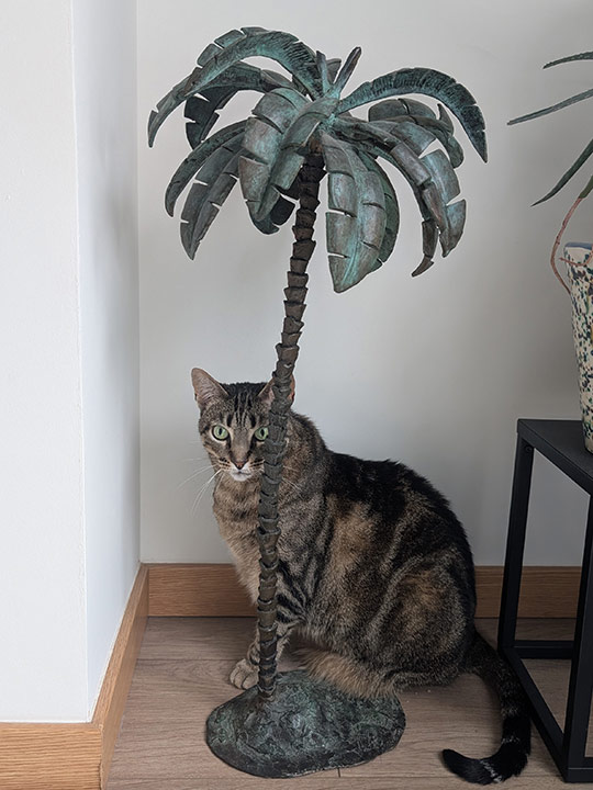 Gato_Palmera_2